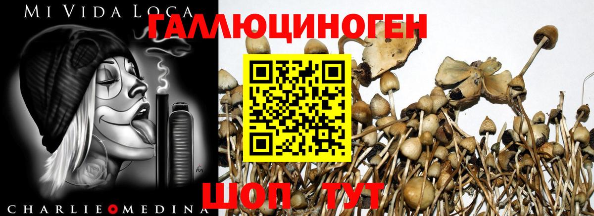 Псилоцибиновые грибы GOLDEN TEACHER  Вход с VPN  Калач-на-Дону  Галлюциногенные грибы мухоморы 